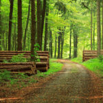 Career prospects in forest management